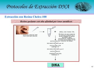 Extracción de ácidos nucleicos | PDF