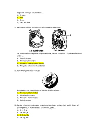 Organel X berfungsi untuk sintesis ….
A. Protein
B. ATP
C. Enzim
D. DNA dan RNA
10. Perhatikan anatomi sel tumbuhan dan sel hewan berikut ini :
Sel hewan memiliki organel X yang tidak dimiliki oleh sel tumbuhan. Organel X ini berperan
untuk ….
A. Sintesis protein
B. Membentuk membran
C. Mencerna makromolekul plasma
D. Mengatur keluar masuk zat dari sel
11. Perhatikan gambar sel berikut !
Fungsi yang tidak dapat dilakukan oleh sel tersebut adalah ….
A. Membentuk karbohidrat
B. Menghasilkan energi
C. Mencerna makromolekul
D. Sintesis protein
12. Berikut ini komponen kimia sel yang dibutuhkan dalam jumlah relatif sedikit dalam sel
(kurang dari 0,01 %) dan disebut unsur mikro, yaitu ….
A. C, H, O, N
B. Ca, Na, P, K
C. B, Cr, Co, Cu
D. Ca, Mg, Na, Cl
 