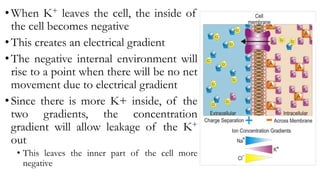 • When K+ leaves the cell, the inside of
the cell becomes negative
• This creates an electrical gradient
• The negative internal environment will
rise to a point when there will be no net
movement due to electrical gradient
• Since there is more K+ inside, of the
two gradients, the concentration
gradient will allow leakage of the K+
out
• This leaves the inner part of the cell more
negative
 