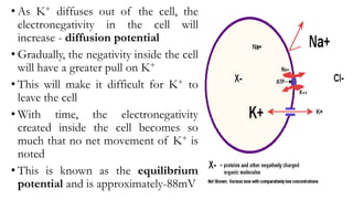 • As K+ diffuses out of the cell, the
electronegativity in the cell will
increase - diffusion potential
• Gradually, the negativity inside the cell
will have a greater pull on K+
• This will make it difficult for K+ to
leave the cell
• With time, the electronegativity
created inside the cell becomes so
much that no net movement of K+ is
noted
• This is known as the equilibrium
potential and is approximately-88mV
 