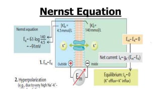 Nernst Equation
ECl = equilibrium potential for Cl–
R = gas constant
T = absolute temperature
F = the faraday (number of coulombs per mole of
charge)
ZCl = valence of Cl– (–1)
[Clo
–] = Cl– concentration outside the cell
[Cli
–] = Cl– concentration inside the cell
 