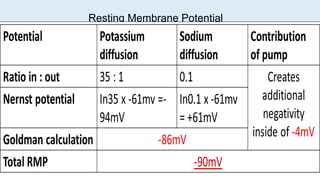 14
OUTSIDE
INSIDE
K+ = Potassium; Na+ = Sodium; Cl- = Chloride; Pr- = proteins
K+
K+
Force of Diffusion
Electrostatic Force
+ + + + + + + + + + + + + + + + + + + + + + + + + + + + + + + + + + + + + + + + + + +
- - - - - - - - - - - - - - - - - - - - - - - - - - - - - - - - - - - - - - - - - - - - - - - - - - - - -- - - - - - -
Cl-
Force of Diffusion
Cl-
Electrostatic Force
Pr-
Leaks
for Na+
open
channel
open
channel
no
channel
Resting Membrane Potential
- 94 mV
Na
+
Na+
+61 mV
3Na/2K
pump
-4 mV
 