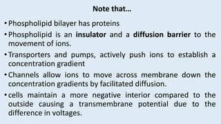 •Phospholipid bilayer has proteins
•Phospholipid is an insulator and a diffusion barrier to the
movement of ions.
•Transporters and pumps, actively push ions to establish a
concentration gradient
•Channels allow ions to move across membrane down the
concentration gradients by facilitated diffusion.
•cells maintain a more negative interior compared to the
outside causing a transmembrane potential due to the
difference in voltages.
Note that…
 