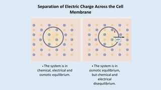 Separation of Electric Charge Across the Cell
Membrane
• The system is in
chemical, electrical and
osmotic equilibrium.
• The system is in
osmotic equilibrium,
but chemical and
electrical
disequilibrium.
 