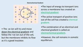 •The input of energy to transport ions
across a membrane has created an
electrical gradient.
•The active transport of positive ions
out of the cell has created a chemical
gradient.
•The combination of an electrical and
chemical gradient is called an
electrochemical gradient.
•However, the cell remains in osmotic
equilibrium.
• The -ve ion will try and move
down the electrical gradient and
follow the +ve ion out of the cell,
but the membrane inhibits its flow
as it’s a good insulator.
Electrochemical Gradient
 