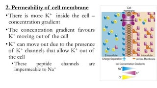 2. Permeability of cell membrane
•There is more K+ inside the cell –
concentration gradient
•The concentration gradient favours
K+ moving out of the cell
•K+ can move out due to the presence
of K+ channels that allow K+ out of
the cell
• These peptide channels are
impermeable to Na+
 