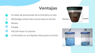 Ventajas
El índice de penetración de la formalina es alto.
Morfología celular bien conservada en formol.
Barato.
Estable.
Fácil de hacer la solución.
La formalina es una fijación eficaz para la tinción
 