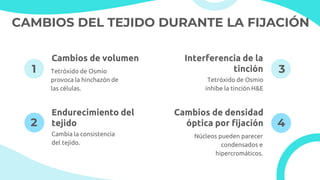 CAMBIOS DEL TEJIDO DURANTE LA FIJACIÓN
Endurecimiento del
tejido
Cambios de densidad
óptica por fijación
Cambia la consistencia
del tejido.
Núcleos pueden parecer
condensados e
hipercromáticos.
Cambios de volumen Interferencia de la
tinción
Tetróxido de Osmio
provoca la hinchazón de
las células.
Tetróxido de Osmio
inhibe la tinción H&E
1
2
3
4
 