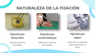 NATURALEZA DE LA FIJACIÓN
Fijación por
inmersión:
Toda la muestra es
sumergida.
Fijación por
recubrimiento:
Fijación por
vapor:
Habitual en muestras
de citología.
Vapor de una sustancia
química para fijar un
frotis.
 