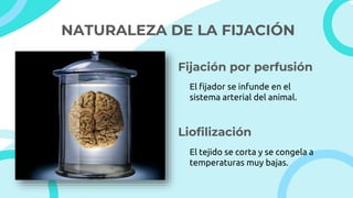 NATURALEZA DE LA FIJACIÓN
Fijación por perfusión
Liofilización
El fijador se infunde en el
sistema arterial del animal.
El tejido se corta y se congela a
temperaturas muy bajas.
 