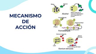 MECANISMO
DE
ACCIÓN
 