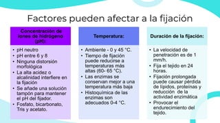 Factores pueden afectar a la fijación
Concentración de
iones de hidrógeno
(pH):
• pH neutro
• pH entre 6 y 8
• Ninguna distorsión
morfológica
• La alta acidez o
alcalinidad interfiere en
la fijación
• Se añade una solución
tampón para mantener
el pH del fijador.
• Fosfato, bicarbonato,
Tris y acetato.
Temperatura:
• Ambiente - 0 y 45 °C.
• Tiempo de fijación
puede reducirse a
temperaturas más
altas (60- 65 °C).
• Las enzimas se
conservan mejor a una
temperatura más baja
• Histoquímica de las
enzimas son
adecuados 0-4 °C.
Duración de la fijación:
• La velocidad de
penetración es de 1
mm/h.
• Fija el tejido en 24
horas.
• Fijación prolongada
puede causar pérdida
de lípidos, proteínas y
reducción de la
actividad enzimática
• Provocar el
endurecimiento del
tejido.
 