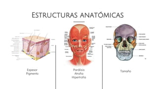 Estructuras anatómicas
Espesor
Pigmento
Tamaño
Parálisis
Atrofia
Hipertrofia
 