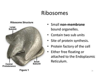 1. Cell and macromolecules 2.pdf