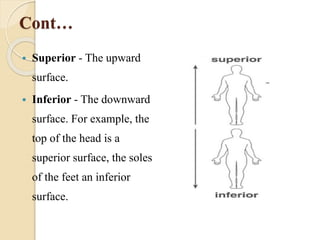 1. ANATOMICAL TERMINALOGY.pptx