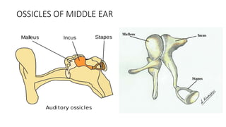 ANATOMY OF EAR.pptx