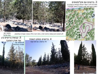 3
.
‫עם‬ ‫ברושים‬
‫אקליפטוסים‬
‫הקימת‬ ‫העפר‬ ‫לדרך‬ ‫מערבית‬
(
‫בין‬ ‫ברושים‬ ‫קבוצת‬
‫הצנובר‬ ‫ואורן‬ ‫הקפריסאי‬ ‫האורן‬
( )
‫עומד‬
12/220
)
4
.
‫השטח‬ ‫בצפון‬ ‫ברושים‬
5
.
‫בין‬ ‫ברושים‬ ‫קבוצת‬
‫הצנובר‬ ‫אורן‬ ‫עצי‬
‫כאן‬ ‫נמצאה‬
‫עורבני‬ ‫נוצת‬
5
3
4
8
‫כיום‬ ‫ברושים‬
(
‫יותר‬ ‫נראים‬ ‫במפה‬
.)
‫שעורת‬ ‫בעיקר‬ ‫גדלה‬ ‫היער‬ ‫בתת‬
‫הבולבוסין‬
15
‫ברושים‬
.
‫קוצני‬ ‫צלף‬ ‫עם‬
6
‫ברושים‬
.
‫עם‬
‫שעורת‬
‫הבולבוסין‬
 