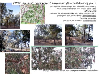 ‫אקליפטוס‬
‫מערבי‬
Eucalyptus occidentalis
–
‫נמוכה‬ ‫מים‬ ‫צריכת‬
,
‫הקרקעות‬ ‫לרוב‬ ‫מתאים‬
1
.
‫קפריסאי‬ ‫אורן‬
(
(Pinus brutia
‫הספורט‬ ‫מגרש‬ ‫ליד‬ ‫לשטח‬ ‫בכניסה‬
(
‫יערני‬ ‫עומד‬
12/221
)
‫עם‬ ‫אורנים‬ ‫קבוצת‬
‫אקליפטוסים‬
‫בפינה‬
,
‫הקיימת‬ ‫הדרך‬ ‫בין‬
(
‫ברקע‬ ‫המסומנת‬
‫במפה‬
)
‫הספורט‬ ‫למגרש‬
.
‫בטבלה‬ ‫הוצג‬ ‫ומידותיהם‬ ‫העצים‬ ‫מספר‬
1
‫גדלים‬ ‫היער‬ ‫בתת‬
:
‫שיח‬ ‫בן‬
–
‫דביק‬ ‫טיון‬
(
‫מעטים‬
,
‫מופר‬ ‫שטח‬ ‫ובאזור‬ ‫המגרש‬ ‫גדר‬ ‫לאורך‬ ‫בעיקר‬
)
‫שנתיים‬ ‫רב‬ ‫עשבוניים‬
–
‫שעורת‬
‫הבולבוסין‬
‫הדוחן‬ ‫ונשרן‬
(
‫דגניים‬
)
‫ואספרג‬
‫החורש‬
(
‫בודדים‬
.)
‫שנתיים‬ ‫חד‬ ‫עשבוניים‬
:
‫המצפן‬ ‫חסת‬
,
‫דק‬ ‫קורטם‬
,
‫גדילן‬
.
1
‫ספורט‬
‫מגרש‬
 