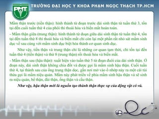 Mầm thận trước (tiền thận): hình thành từ đoạn trước dải sinh thận từ tuần thứ 3, tồn
tại đến cuối tuần thứ 4 của phôi thì thoái hóa và biến mất hoàn toàn.
- Mầm thận giữa (trung thận): hình thành từ đoạn giữa dải sinh thận từ tuần thứ 4, tồn
tại đến tuần thứ 8 thì thoái hóa và biến mất chỉ còn lại một phần rất nhỏ sát mầm sinh
dục về sau cùng với mầm sinh dục biệt hóa thành cơ quan sinh dục.
Như vậy, tiền thận và trung thận chỉ là những cơ quan tạm thời, chỉ tồn tại đến
tuần thứ 4 (tiền thận) và thứ 8 (trung thận) rồi thoái hóa và biến mất.
- Mầm thận sau (hậu thận): xuất hiện vào tuần thứ 5 từ đoạn đuôi của dải sinh thận. Ở
đoạn này, dải sinh thận không chia đốt và được gọi là mầm sinh hậu thận. Cuối tuần
thứ 4, tại thành sau của ống trung thận dọc, gần nơi mở vào ổ nhớp nảy ra một cái túi
thừa gọi là mầm niệu quản. Mầm này phát triển về phía mầm sinh hậu thận và sẽ sinh
ra niệu quản, bể thận, đài thận, ống thận và cầu thận.
Như vậy, hậu thận mới là nguồn tạo thành thận thực sự của động vật có vú.
 