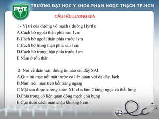CÂU HỎI LƯỢNG GIÁ
1- Vị trí của đường vô mạch ( đường Hyrtl):
A.Cách bờ ngoài thận phía sau 1cm
B.Cách bờ ngoài thận phía trước 1cm
C.Cách bờ trong thận phía sau 1cm
D.Cách bờ trong thận phía trước 1cm
E.Nằm ở rốn thận
2- Nói về thận trái, thông tin nào sau đây SAI:
A.Qua túi mạc nối mặt trước có liên quan với dạ dày, lách
B.Nằm trên mạc treo kết tràng ngang
C.Mặt sau được xương sườn XII chia làm 2 tầng: ngục và thắt lưng
D.Phía trong có liên quan động mạch chủ bụng
E.Cực dưới cách mào chậu khoảng 5 cm
 