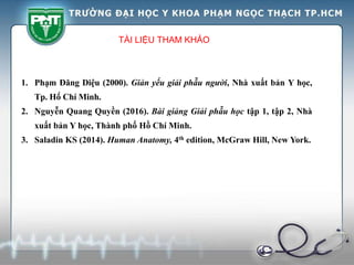 TÀI LIỆU THAM KHẢO
1. Phạm Đăng Diệu (2000). Giản yếu giải phẫu người, Nhà xuất bản Y học,
Tp. Hồ Chí Minh.
2. Nguyễn Quang Quyền (2016). Bài giảng Giải phẫu học tập 1, tập 2, Nhà
xuất bản Y học, Thành phố Hồ Chí Minh.
3. Saladin KS (2014). Human Anatomy, 4th edition, McGraw Hill, New York.
 