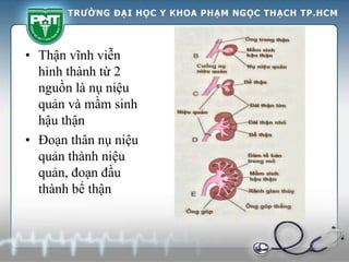• Thận vĩnh viễn
hình thành từ 2
nguồn là nụ niệu
quản và mầm sinh
hậu thận
• Đoạn thân nụ niệu
quản thành niệu
quản, đoạn đầu
thành bể thận
 