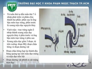 • Vách niệu - trực tràng ngăn ổ
nhớp thành xoang niệu dục
nguyên thủy ở phía trước và ống
hậu môn trực tràng ở phía sau
• Xoang niệu dục gồm 3 đoạn, từ
trên xuống: đoạn BQ, đoạn chậu
hông và đoạn dương vật
• Từ tuần thứ tư đến tuần thứ 7 ổ
nhớp phát triển và phân chia
thành hai phần: phần sau là ống
hậu môn trực tràng, phần trước
là xoang niệu dục nguyên thủy
• Đoạn chậu hông hẹp lại thành đáy
bàng quang tạo nên niệu đạo màng
và niệu đạo tiền liệt
• Đoạn dương vật phình ra sát màng
niệu dục
 