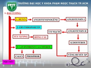 1- RENIN ANGIOTENSINOGÈNE ANGIOTENSIN I
ANGIOTENSIN II
CO MẠCH
ALDOSTEROL
TĂNG HUYẾT ÁP
NỘI TIẾT
1- ĐẠI CƯƠNG:
2- ERYTHROPOIETIN
TỦY XƯƠNG HỒNG CẦU
3- 1,25 HYDROXYCALCIFEROL
CALCI PHOSPHOR
 