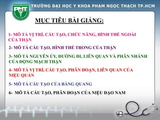 MỤC TIÊU BÀI GIẢNG:
1- MÔ TẢ VỊ TRÍ, CẤU TẠO, CHỨC NĂNG, HÌNH THỂ NGOÀI
CỦA THẬN
2- MÔ TẢ CẤU TẠO, HÌNH THỂ TRONG CỦA THẬN
4- MÔ TẢ VỊ TRÍ, CẤU TẠO, PHÂN ĐOẠN, LIÊN QUAN CỦA
NIỆU QUẢN
5- MÔ TẢ CẤU TẠO CỦA BÀNG QUANG
6- MÔ TẢ CẤU TẠO, PHÂN ĐOẠN CỦA NIỆU ĐẠO NAM
3- MÔ TẢ NGUYÊN ỦY, ĐƯỜNG ĐI, LIÊN QUAN VÀ PHÂN NHÁNH
CỦA ĐỘNG MẠCH THẬN
 