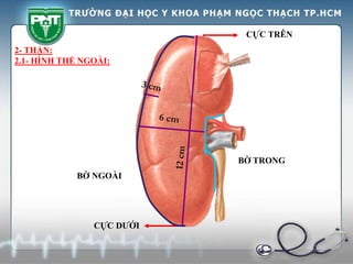 2- THẬN:
2.1- HÌNH THỂ NGOÀI:
CỰC TRÊN
CỰC DƯỚI
BỜ TRONG
BỜ NGOÀI
 