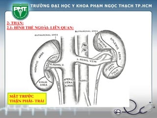 2- THẬN:
2.1- HÌNH THỂ NGOÀI- LIÊN QUAN:
MẶT TRƯỚC
THẬN PHẢI- TRÁI
 