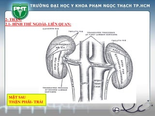 2- THẬN:
2.1- HÌNH THỂ NGOÀI- LIÊN QUAN:
MẶT SAU
THẬN PHẢI- TRÁI
 