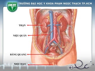 THẬN
NIỆU QUẢN
BÀNG QUANG
NIỆU ĐẠO
 