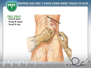 TRỤC THẬN
- Trên dưới
- Trong ngoài
- Trước sau
 