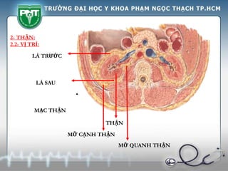 MỠ CẠNH THẬN
MỠ QUANH THẬN
LÁ TRƯỚC
THẬN
2- THẬN:
2.2- VỊ TRÍ:
LÁ SAU
MẠC THẬN
 