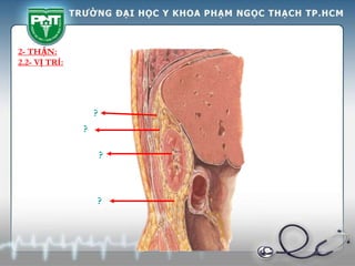 ?
?
?
?
2- THẬN:
2.2- VỊ TRÍ:
 