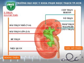 ĐÀI THẬN NHỎ (7-14)
ĐÀI THẬN LỚN (2-3)
BỂ THẬN
NIỆU QUẢN
CỘT THẬN
BERTIN
THÁP THẬN
MALPIGHI
(TỦY THẬN)
VỎ THẬN
2- THẬN:
2.3- CẤU TẠO:
XOANG THẬN
NHU MÔ THẬN
 