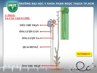 QUAI HENLÉ
ỐNG LƯỢN GẦN
ỐNG LƯỢN XA
TIỂU THỂ THẬN
ỐNG THU THẬP
2- THẬN:
2.4- CẤU TẠO VI THỂ:
NEPHRON
 