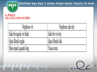 2- THẬN:
2.4- CẤU TẠO VI THỂ:
 