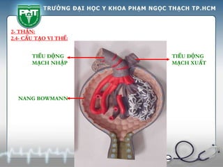 2- THẬN:
2.4- CẤU TẠO VI THỂ:
NANG BOWMANN
TIỂU ĐỘNG
MẠCH NHẬP
TIỂU ĐỘNG
MẠCH XUẤT
 