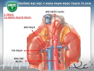 ĐM THẬN
TM THẬN
ĐM CHỦ
BỤNG
ĐM THÂN TẠNG
2- THẬN:
2.5- ĐỘNG MẠCH THẬN:
 