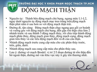 ĐỘNG MẠCH THẬN
• Nguyên ủy: Thành bên động mạch chủ bụng, ngang mức L1-L2,
ngay dưới nguyên ủy động mạch mạc treo tràng trên,động mạch
thận phải nằm ở sau hơn so với động mạch thận trái.
• Đường đi, tận cùng: Động mạch thận chạy ngang qua gối cơ hoành
và vuông góc với động mạch chủ bụng, đến gần rốn thận chia làm 2
nhánh trước và sau thành 5 động mạch thùy, rồi chia tiếp thành động
mạch phân thùy, động mạch gian thùy, động mạch cung, động mạch
gian tiểu thùy và các tiểu động mạch đến và đi của cầu thận.
• Nhánh động mạch trước cung cấp máu cho các phân thùy trước,
trên, giữa, dưới.
• Nhánh động mạch sau cung cấp máu cho phân thùy sau.
• Lưu ý: đường vô mạch Brodel: vị trí 2/3 đoạn đường từ rốn thận đến
bờ ngoài thận, đường mổ vào khu vực này ít gây tổn thương nhất.
 