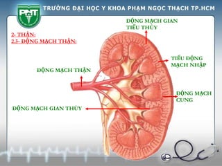 2- THẬN:
2.5- ĐỘNG MẠCH THẬN:
ĐỘNG MẠCH THẬN
ĐỘNG MẠCH GIAN THÙY
ĐỘNG MẠCH GIAN
TIỂU THÙY
ĐỘNG MẠCH
CUNG
TIỂU ĐỘNG
MẠCH NHẬP
 