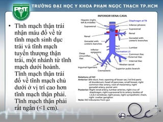 • Tĩnh mạch thận trái
nhận máu đổ về từ
tĩnh mạch sinh dục
trái và tĩnh mạch
tuyến thượng thận
trái, một nhánh từ tĩnh
mạch dưới hoành.
Tĩnh mạch thận trái
đổ về tĩnh mạch chủ
dưới ở vị trí cao hơn
tĩnh mạch thận phải.
Tĩnh mạch thận phải
rất ngắn (<1 cm).
 
