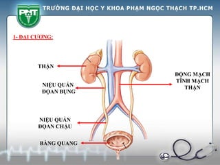 1- ĐẠI CƯƠNG:
THẬN
NIỆU QUẢN
ĐỌAN CHẬU
NIỆU QUẢN
ĐỌAN BỤNG
ĐỘNG MẠCH
TĨNH MẠCH
THẬN
BÀNG QUANG
 