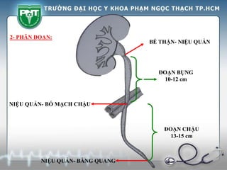 BỂ THẬN- NIỆU QUẢN
NIỆU QUẢN- BÓ MẠCH CHẬU
NIỆU QUẢN- BÀNG QUANG
2- PHÂN ĐOẠN:
ĐOẠN BỤNG
10-12 cm
ĐOẠN CHẬU
13-15 cm
 