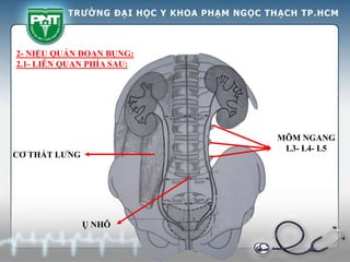 CƠ THẮT LƯNG
MÕM NGANG
L3- L4- L5
Ụ NHÔ
2- NIỆU QUẢN ĐOẠN BỤNG:
2.1- LIÊN QUAN PHÍA SAU:
 