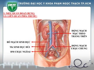 BÓ MẠCH SINH DỤC
TK SINH DỤC ĐÙI
ĐM CHẬU NGÒAI
ĐỘNG MẠCH
MẠC TREO
TRÀNG TRÊN
2- NIỆU QUẢN ĐOẠN BỤNG:
2.2- LIÊN QUAN PHÍA TRƯỚC:
ĐỘNG MẠCH
CHẬU CHUNG
 