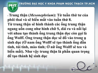 - Trung thận (Mesonephrium): Từ tuần thứ tư của
phôi thai và sẽ biến mất vào tuần thứ 8.
Từ trung thận sẽ hình thành các ống trung thận
ngang uốn cong như hình chữ S, dài ra và nối lại
với nhau tạo thành ống trung thận dọc còn gọi là
ống Wolff. Ống trung thận dọc sẽ đổ vào trong ụ
sinh dục (Ở nam ống Wolff sẽ tạo thành ống dẫn
tinh, túi tinh, mào tinh; Ở nữ ống Wolff sẽ teo và
biến mất). Như vậy trung thận là phần quan trọng
để tạo thành hệ sinh dục
 
