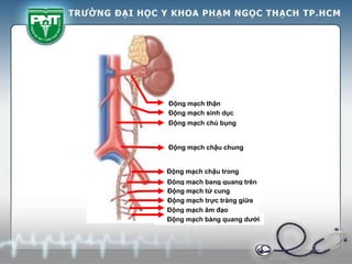 Động mạch thận
Động mạch sinh dục
Động mạch chủ bụng
Động mạch chậu chung
Động mạch chậu trong
Động mạch bang quang trên
Động mạch trực tràng giữa
Động mạch tử cung
Động mạch âm đạo
Động mạch bàng quang dưới
 